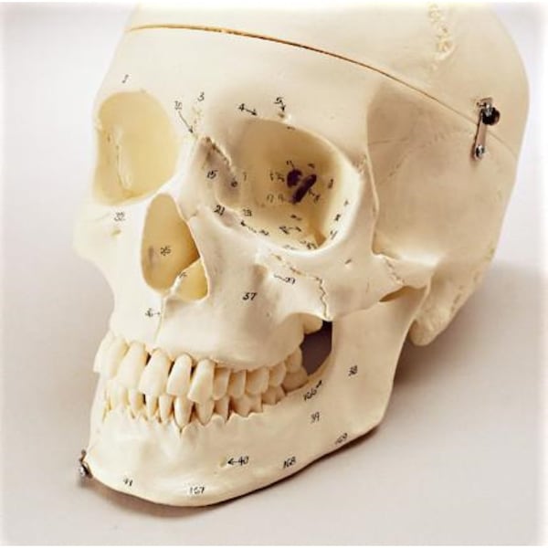 Anatomical Model, Prem Medical Demo Skull